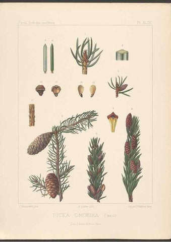 Reproducción/Reproduction 48307306336: Iconographie des conifères /. Paris :Librairie des sciences naturelles :[1912-1914].. 