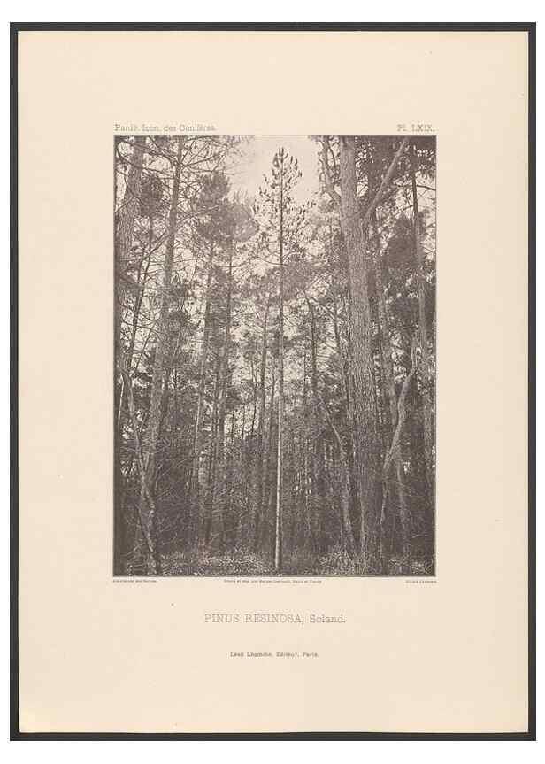 Reproducción/Reproduction 48307306871: Iconographie des conifères /. Paris :Librairie des sciences naturelles :[1912-1914].. 