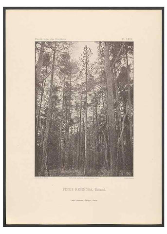 Reproducción/Reproduction 48307306871: Iconographie des conifères /. Paris :Librairie des sciences naturelles :[1912-1914].. 