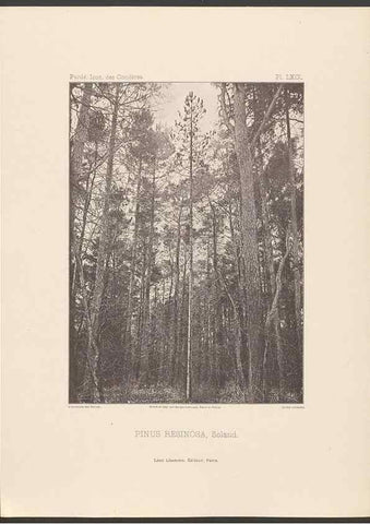 Reproducción/Reproduction 48307306871: Iconographie des conifères /. Paris :Librairie des sciences naturelles :[1912-1914].. 