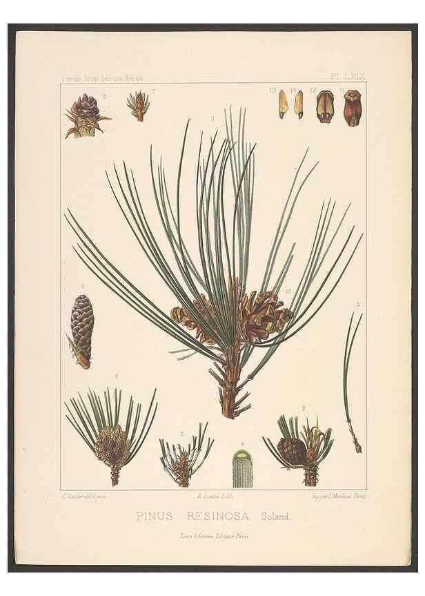 Reproducción/Reproduction 48307307256: Iconographie des conifères /. Paris :Librairie des sciences naturelles :[1912-1914].. 