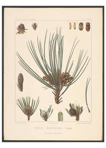 Reproducción/Reproduction 48307307256: Iconographie des conifères /. Paris :Librairie des sciences naturelles :[1912-1914].. 