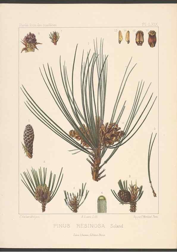 Reproducción/Reproduction 48307307256: Iconographie des conifères /. Paris :Librairie des sciences naturelles :[1912-1914].. 