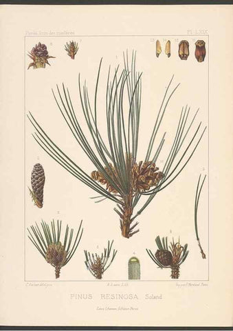 Reproducción/Reproduction 48307307256: Iconographie des conifères /. Paris :Librairie des sciences naturelles :[1912-1914].. 