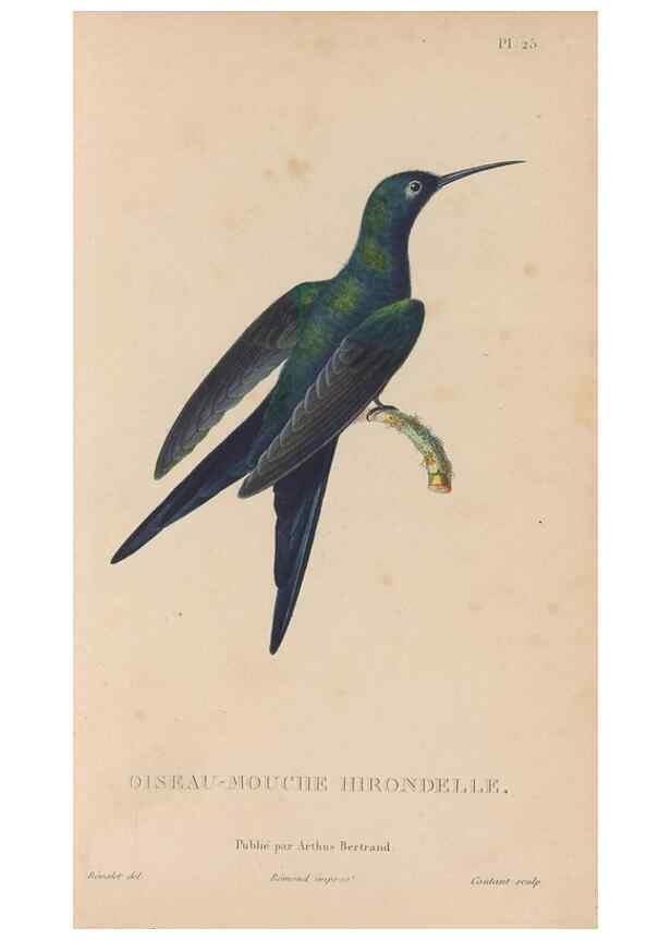 Reproducción/Reproduction 48307515767: Histoire naturelle des oiseaux-mouches :. Paris :Arthus Bertrand,[1829-1830].. 