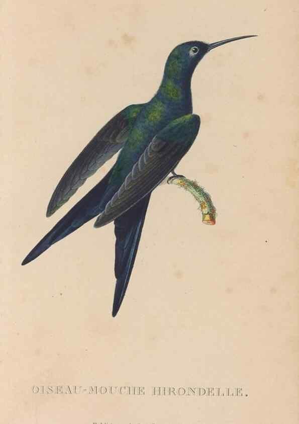 Reproducción/Reproduction 48307515767: Histoire naturelle des oiseaux-mouches :. Paris :Arthus Bertrand,[1829-1830].. 