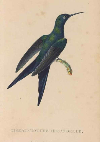 Reproducción/Reproduction 48307515767: Histoire naturelle des oiseaux-mouches :. Paris :Arthus Bertrand,[1829-1830].. 