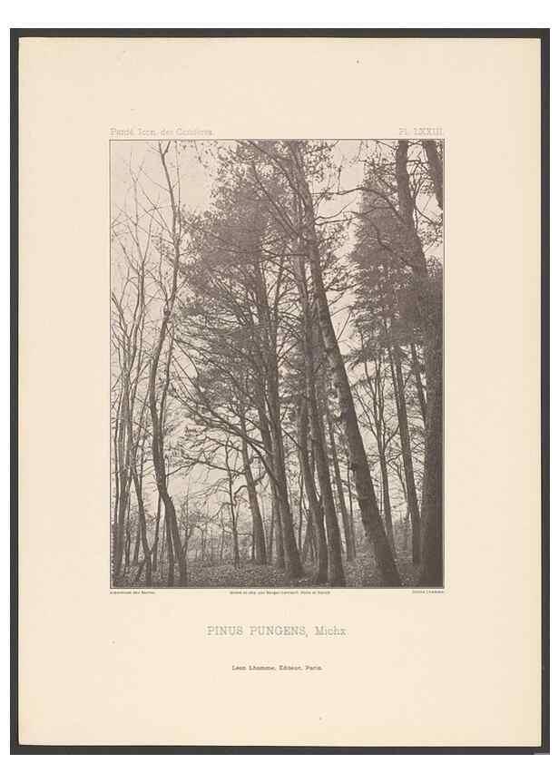Reproducción/Reproduction 48307307691: Iconographie des conifères /. Paris :Librairie des sciences naturelles :[1912-1914].. 