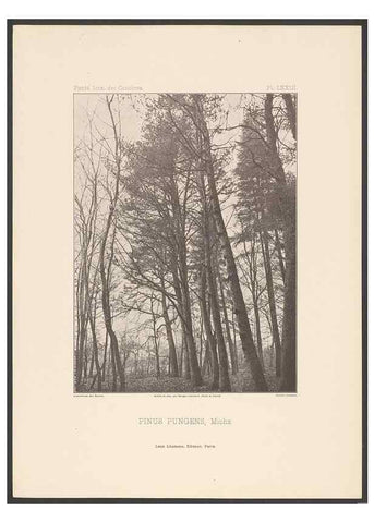 Reproducción/Reproduction 48307307691: Iconographie des conifères /. Paris :Librairie des sciences naturelles :[1912-1914].. 