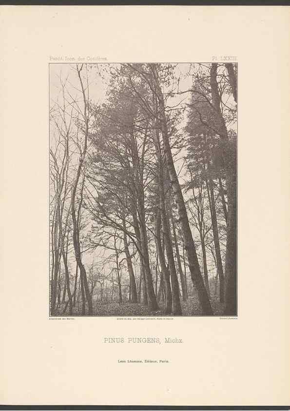 Reproducción/Reproduction 48307307691: Iconographie des conifères /. Paris :Librairie des sciences naturelles :[1912-1914].. 