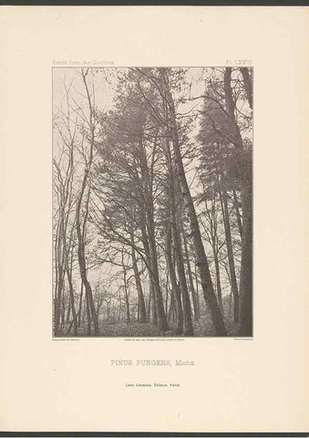Reproducción/Reproduction 48307307691: Iconographie des conifères /. Paris :Librairie des sciences naturelles :[1912-1914].. 