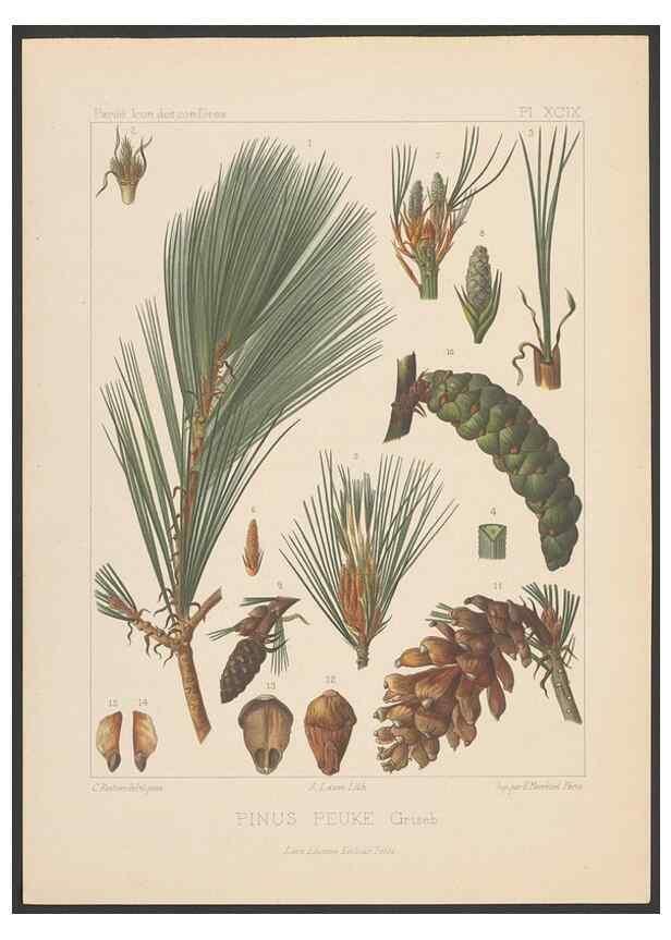 Reproducción/Reproduction 48307423027: Iconographie des conifères /. Paris :Librairie des sciences naturelles :[1912-1914].. 