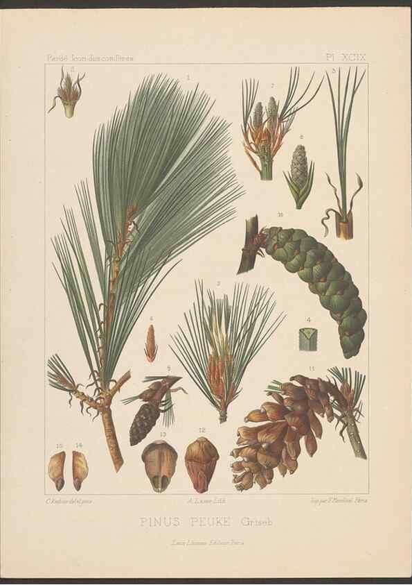 Reproducción/Reproduction 48307423027: Iconographie des conifères /. Paris :Librairie des sciences naturelles :[1912-1914].. 