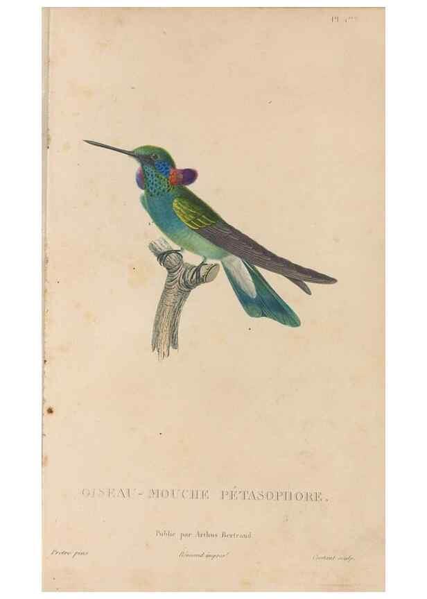 Reproducción/Reproduction 48307392356: Histoire naturelle des oiseaux-mouches :. Paris :Arthus Bertrand,[1829-1830].. 
