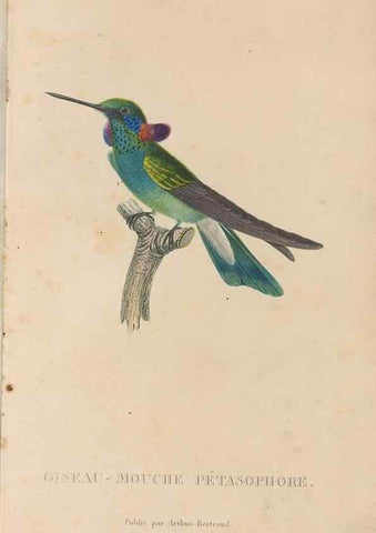 Reproducción/Reproduction 48307392356: Histoire naturelle des oiseaux-mouches :. Paris :Arthus Bertrand,[1829-1830].. 