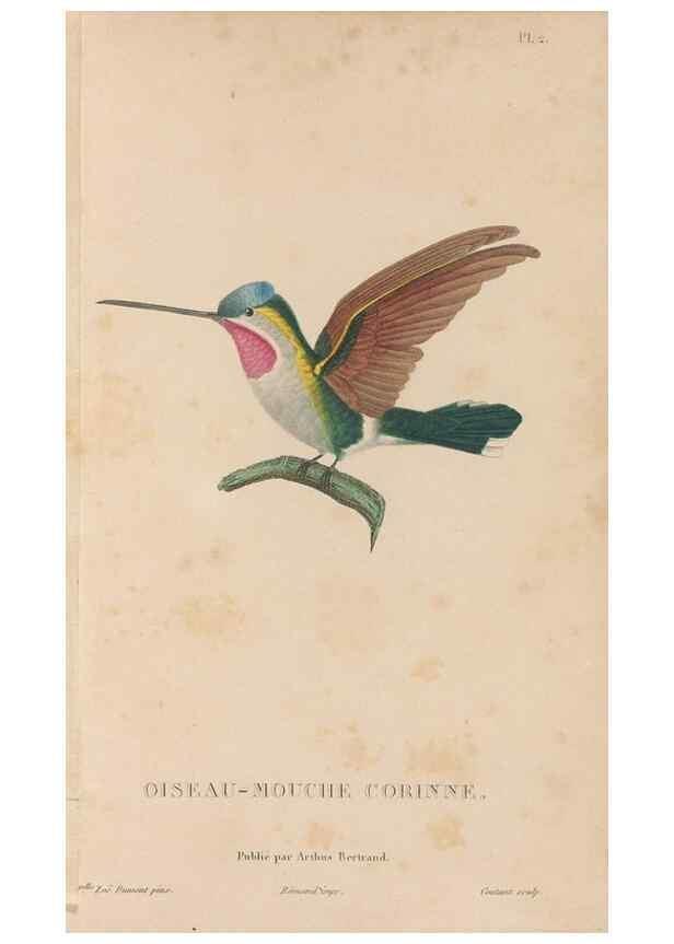 Reproducción/Reproduction 48307392881: Histoire naturelle des oiseaux-mouches :. Paris :Arthus Bertrand,[1829-1830].. 