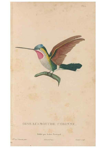 Reproducción/Reproduction 48307392881: Histoire naturelle des oiseaux-mouches :. Paris :Arthus Bertrand,[1829-1830].. 