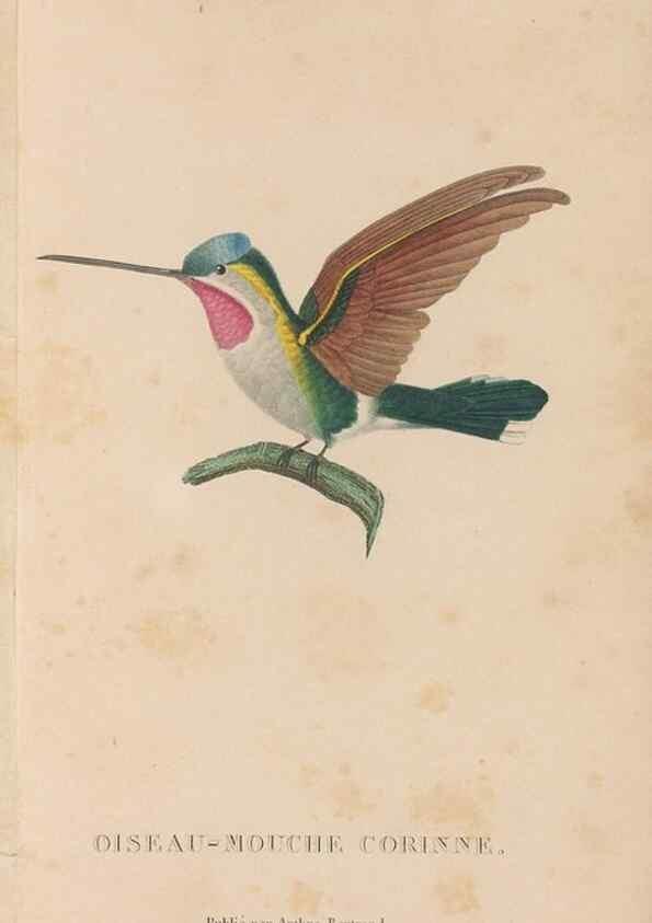 Reproducción/Reproduction 48307392881: Histoire naturelle des oiseaux-mouches :. Paris :Arthus Bertrand,[1829-1830].. 