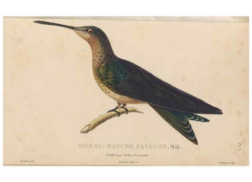 Reproducción/Reproduction 48307393261: Histoire naturelle des oiseaux-mouches :. Paris :Arthus Bertrand,[1829-1830].. 