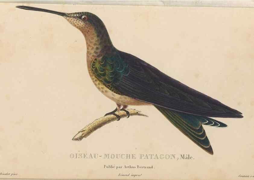 Reproducción/Reproduction 48307393261: Histoire naturelle des oiseaux-mouches :. Paris :Arthus Bertrand,[1829-1830].. 