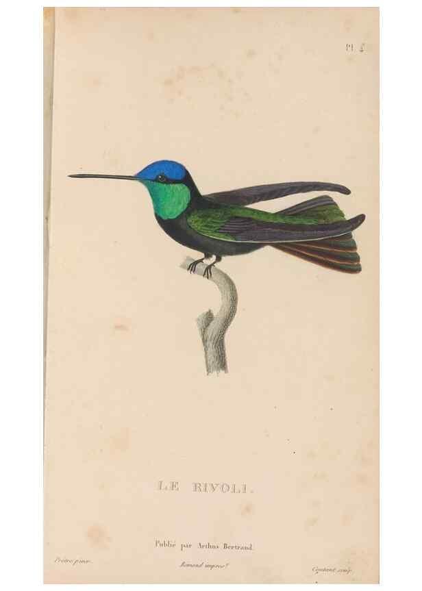 Reproducción/Reproduction 48307507487: Histoire naturelle des oiseaux-mouches :. Paris :Arthus Bertrand,[1829-1830].. 