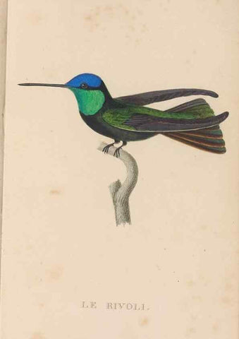 Reproducción/Reproduction 48307507487: Histoire naturelle des oiseaux-mouches :. Paris :Arthus Bertrand,[1829-1830].. 