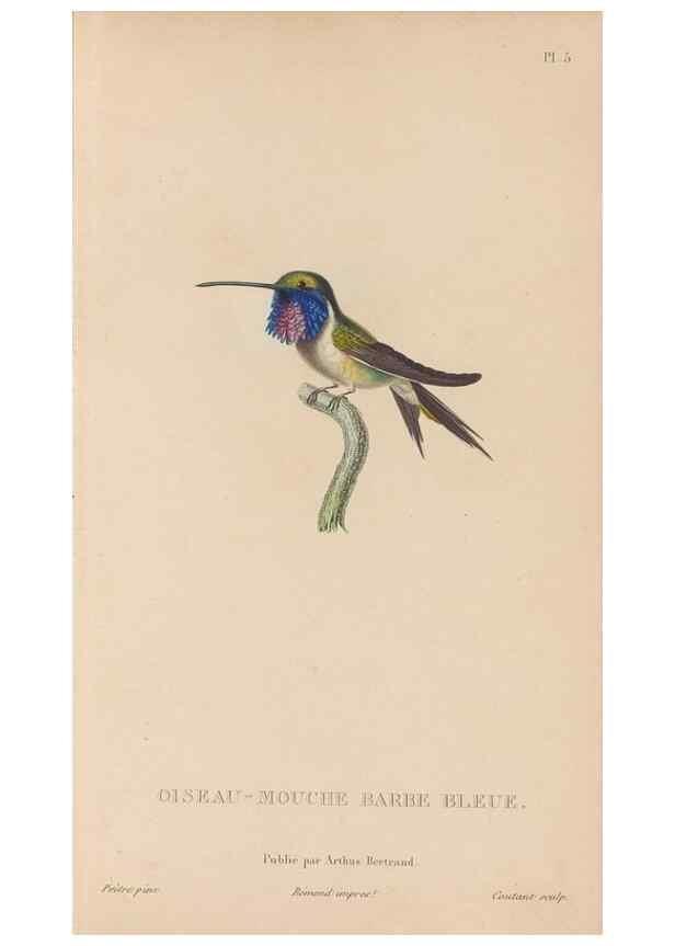 Reproducción/Reproduction 48307507887: Histoire naturelle des oiseaux-mouches :. Paris :Arthus Bertrand,[1829-1830].. 