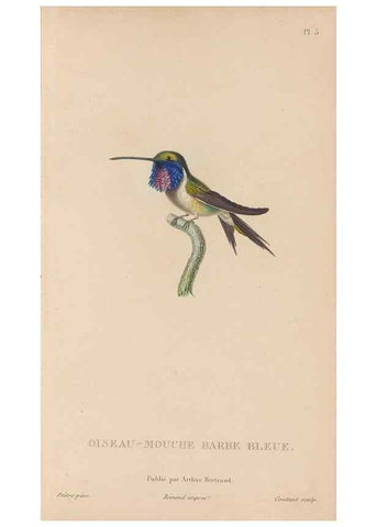 Reproducción/Reproduction 48307507887: Histoire naturelle des oiseaux-mouches :. Paris :Arthus Bertrand,[1829-1830].. 