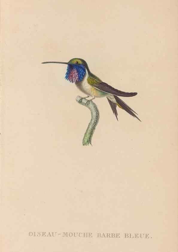 Reproducción/Reproduction 48307507887: Histoire naturelle des oiseaux-mouches :. Paris :Arthus Bertrand,[1829-1830].. 