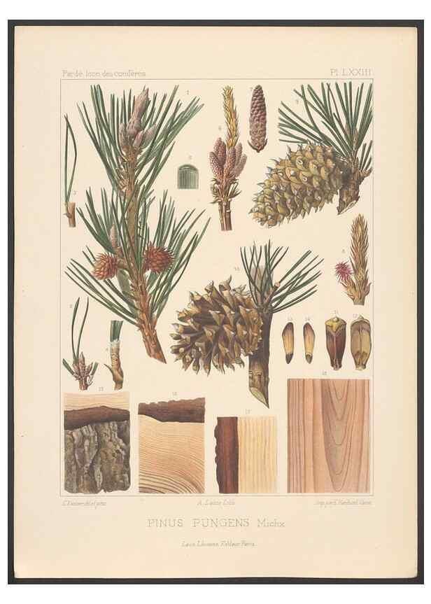 Reproducción/Reproduction 48307308066: Iconographie des conifères /. Paris :Librairie des sciences naturelles :[1912-1914].. 