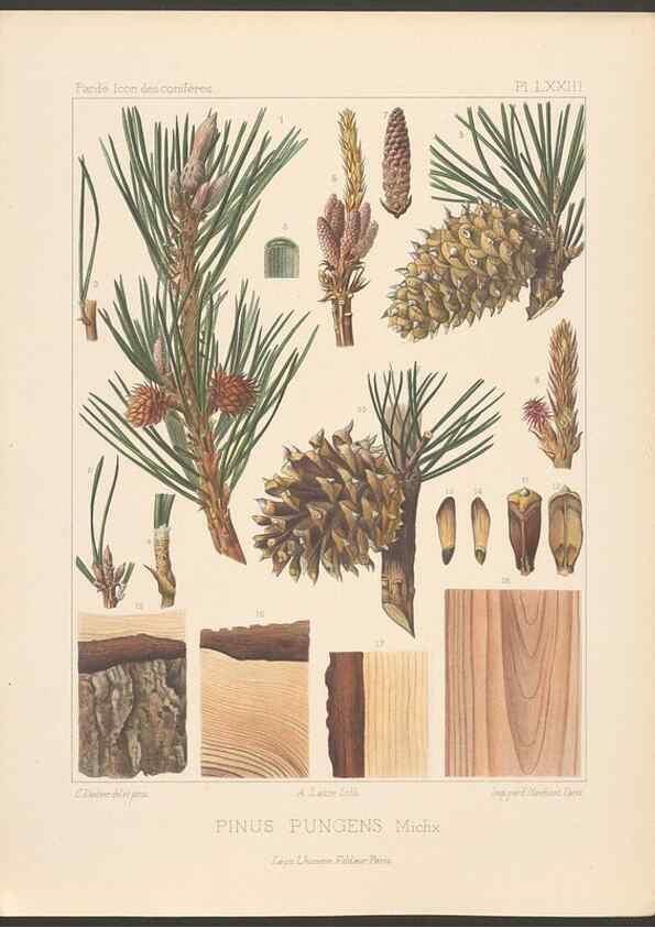 Reproducción/Reproduction 48307308066: Iconographie des conifères /. Paris :Librairie des sciences naturelles :[1912-1914].. 