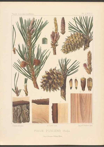 Reproducción/Reproduction 48307308066: Iconographie des conifères /. Paris :Librairie des sciences naturelles :[1912-1914].. 