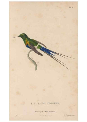 Reproducción/Reproduction 48307516187: Histoire naturelle des oiseaux-mouches :. Paris :Arthus Bertrand,[1829-1830].. 