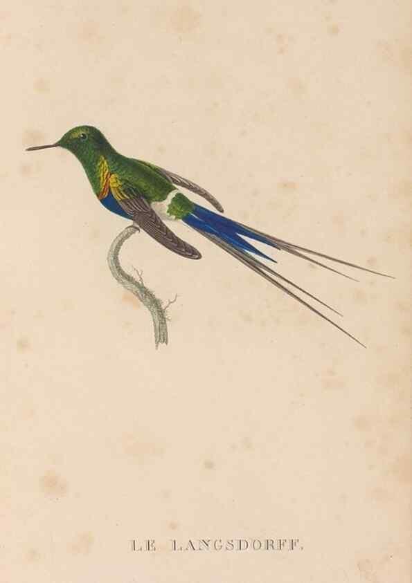 Reproducción/Reproduction 48307516187: Histoire naturelle des oiseaux-mouches :. Paris :Arthus Bertrand,[1829-1830].. 