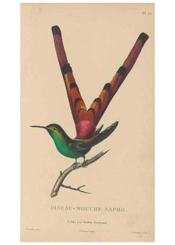 Reproducción/Reproduction 48307402426: Histoire naturelle des oiseaux-mouches :. Paris :Arthus Bertrand,[1829-1830].. 