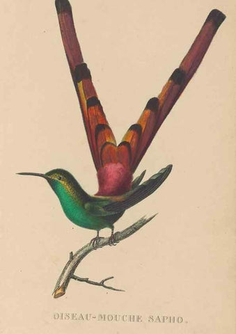 Reproducción/Reproduction 48307402426: Histoire naturelle des oiseaux-mouches :. Paris :Arthus Bertrand,[1829-1830].. 