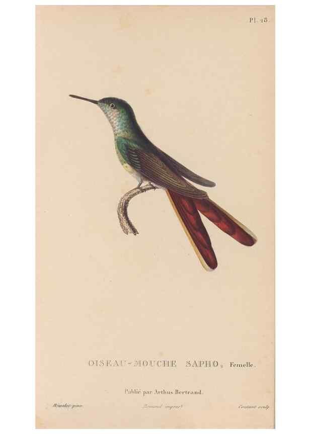 Reproducción/Reproduction 48307402996: Histoire naturelle des oiseaux-mouches :. Paris :Arthus Bertrand,[1829-1830].. 