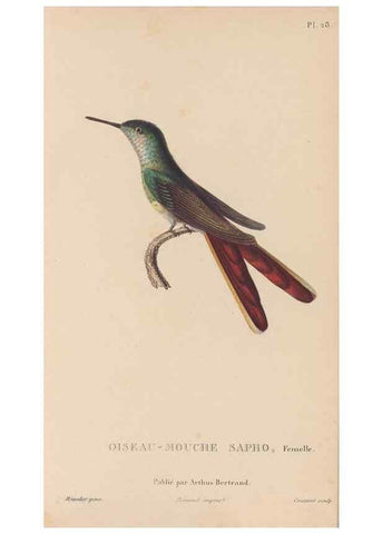 Reproducción/Reproduction 48307402996: Histoire naturelle des oiseaux-mouches :. Paris :Arthus Bertrand,[1829-1830].. 
