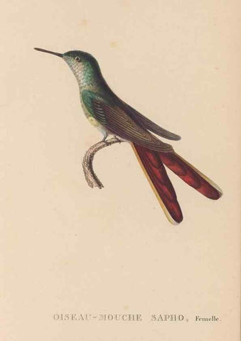 Reproducción/Reproduction 48307402996: Histoire naturelle des oiseaux-mouches :. Paris :Arthus Bertrand,[1829-1830].. 