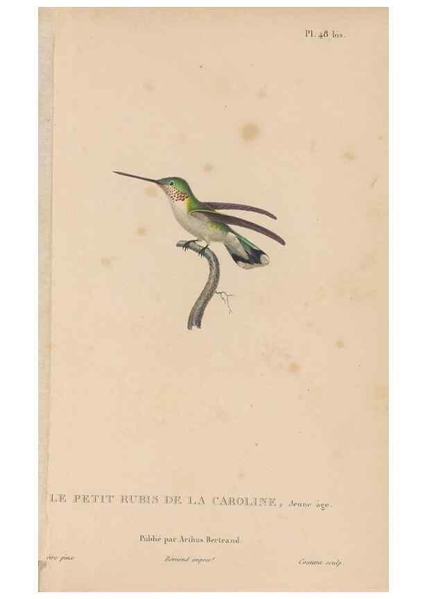 Reproducción/Reproduction 48307525072: Histoire naturelle des oiseaux-mouches :. Paris :Arthus Bertrand,[1829-1830].. 