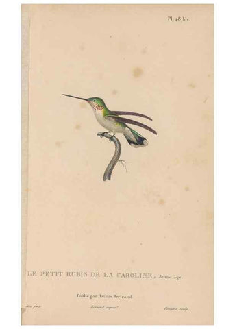 Reproducción/Reproduction 48307525072: Histoire naturelle des oiseaux-mouches :. Paris :Arthus Bertrand,[1829-1830].. 