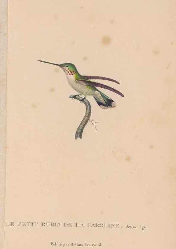 Reproducción/Reproduction 48307525072: Histoire naturelle des oiseaux-mouches :. Paris :Arthus Bertrand,[1829-1830].. 