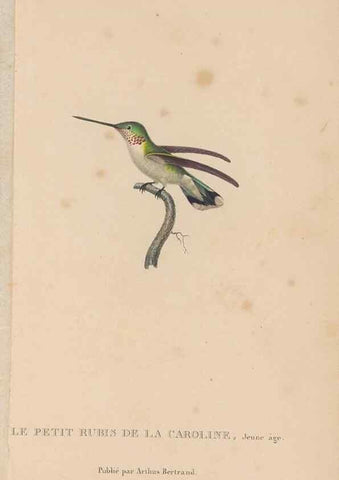 Reproducción/Reproduction 48307525072: Histoire naturelle des oiseaux-mouches :. Paris :Arthus Bertrand,[1829-1830].. 