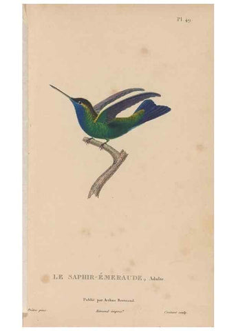 Reproducción/Reproduction 48307411636: Histoire naturelle des oiseaux-mouches :. Paris :Arthus Bertrand,[1829-1830].. 