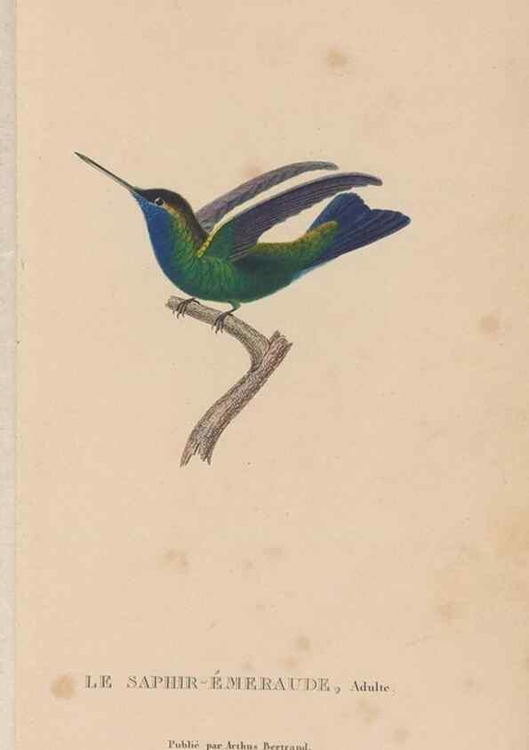 Reproducción/Reproduction 48307411636: Histoire naturelle des oiseaux-mouches :. Paris :Arthus Bertrand,[1829-1830].. 