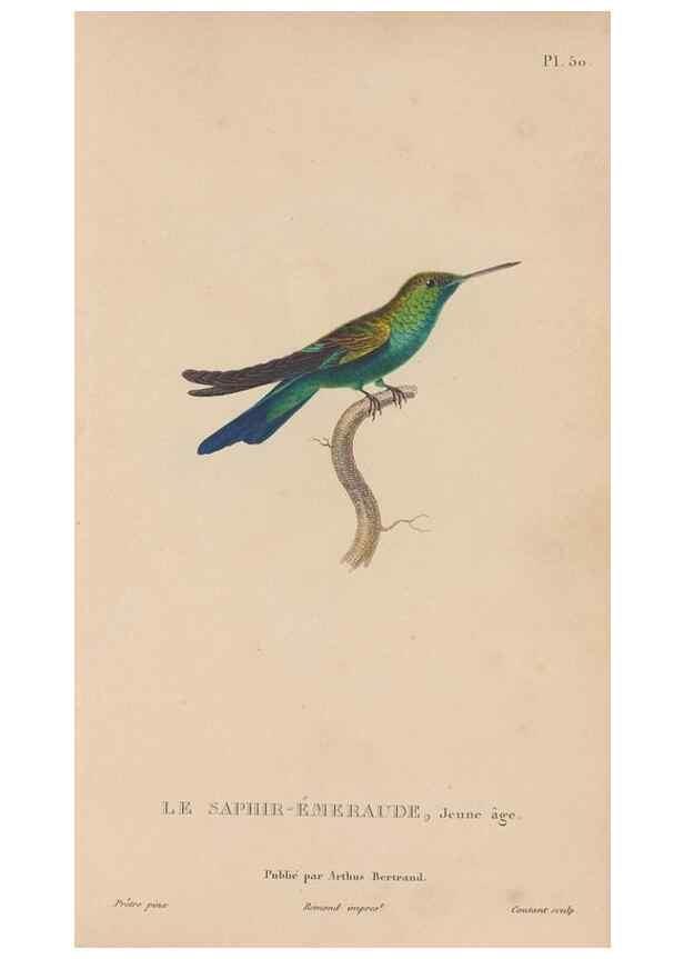 Reproducción/Reproduction 48307525782: Histoire naturelle des oiseaux-mouches :. Paris :Arthus Bertrand,[1829-1830].. 