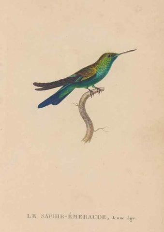 Reproducción/Reproduction 48307525782: Histoire naturelle des oiseaux-mouches :. Paris :Arthus Bertrand,[1829-1830].. 