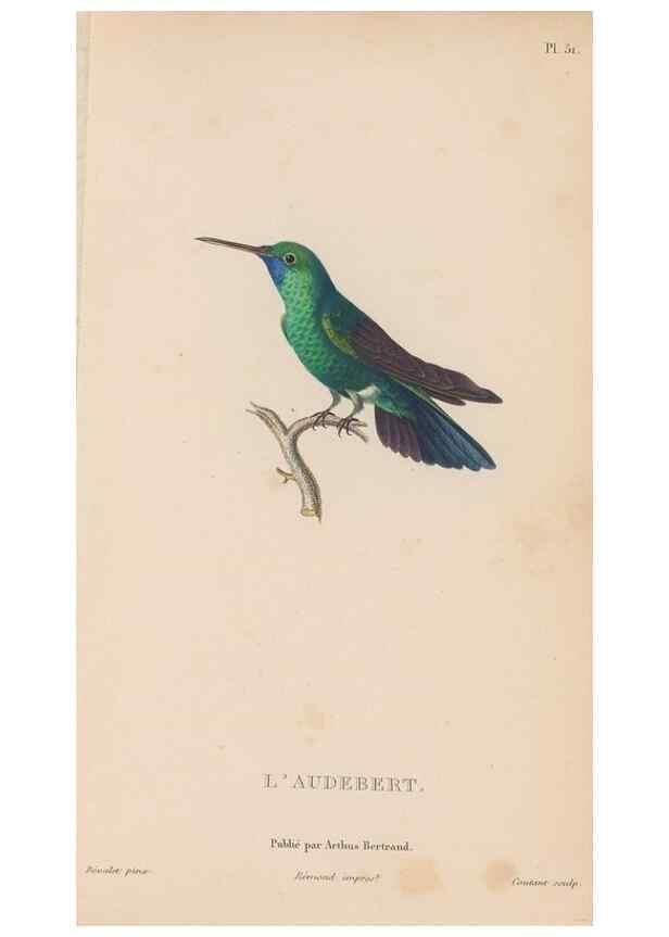 Reproducción/Reproduction 48307412321: Histoire naturelle des oiseaux-mouches :. Paris :Arthus Bertrand,[1829-1830].. 