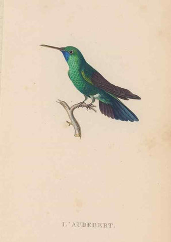 Reproducción/Reproduction 48307412321: Histoire naturelle des oiseaux-mouches :. Paris :Arthus Bertrand,[1829-1830].. 