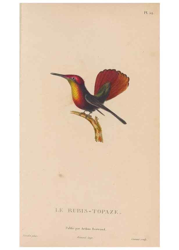 Reproducción/Reproduction 48307412686: Histoire naturelle des oiseaux-mouches :. Paris :Arthus Bertrand,[1829-1830].. 